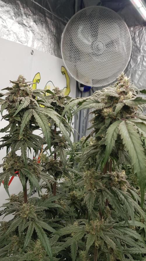 Sherbet with Paya. Week 13