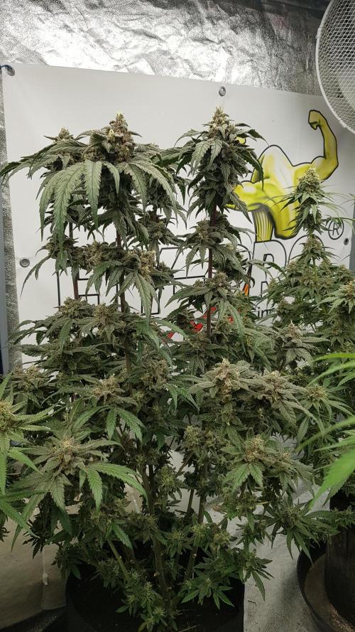 Sherbet with Paya. Week 13