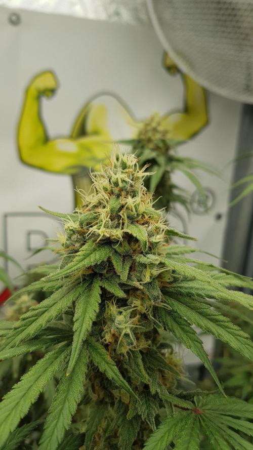 Expedition Asia. Week 13