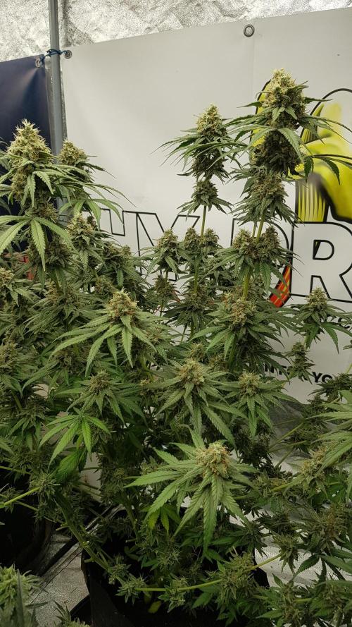 Expedition Asia. Week 13