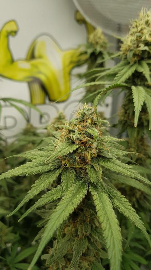 Expedition Asia. Week 13