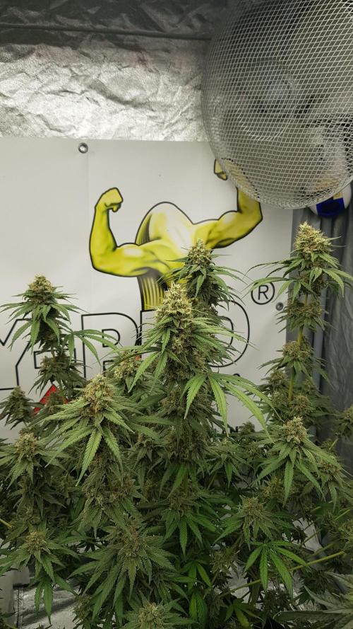 Expedition Asia. Week 13