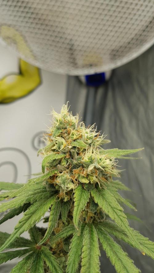 Expedition Asia. Week 13