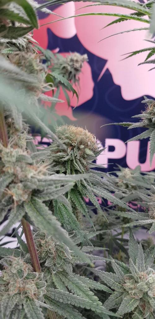 Ultimate Rapier Hunt