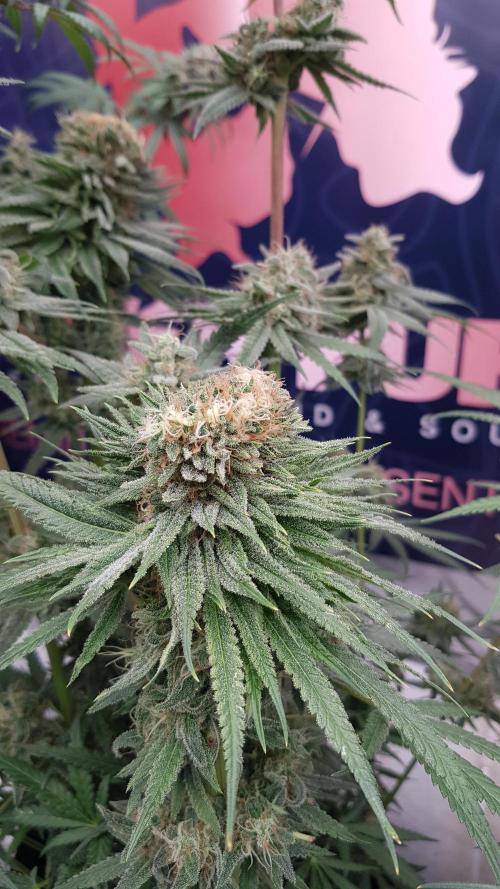 Ultimate Rapier Hunt. Week 13