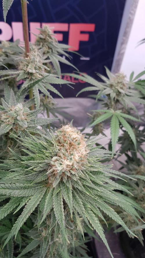 Ultimate Rapier Hunt. Week 13