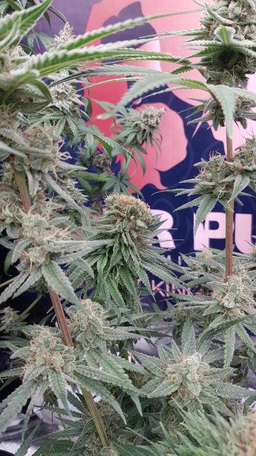 Ultimate Rapier Hunt. Week 13