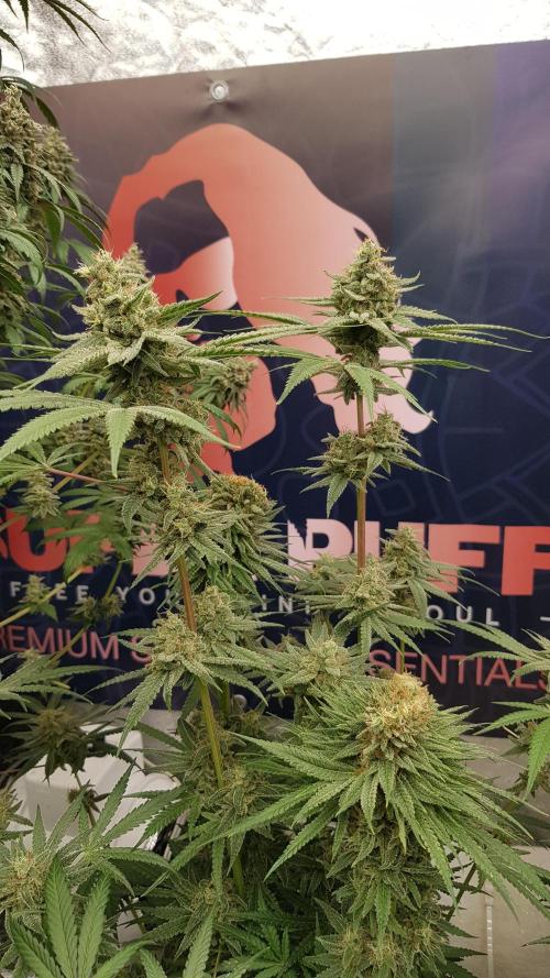 Ultimate Rapier Hunt. Week 13