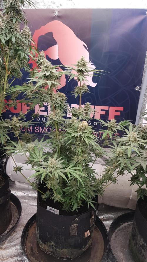 Ultimate Rapier Hunt. Week 13