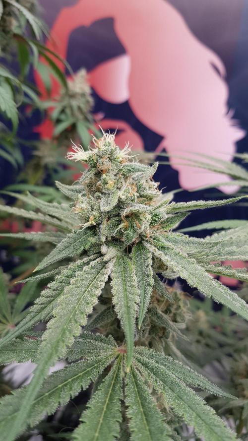 Ultimate Rapier Hunt. Week 13