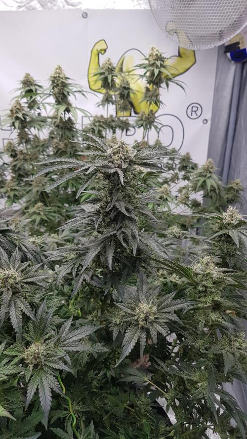 Fruity Dunk Shot. Week 13