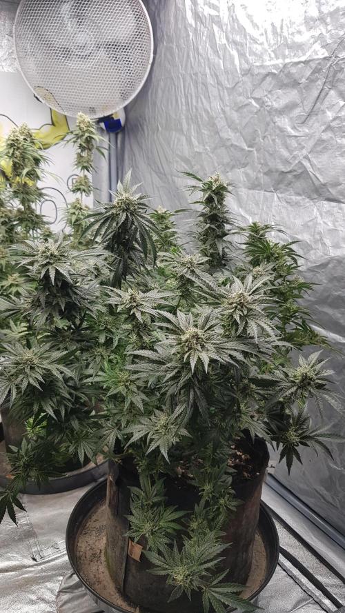 Fruity Dunk Shot. Week 13