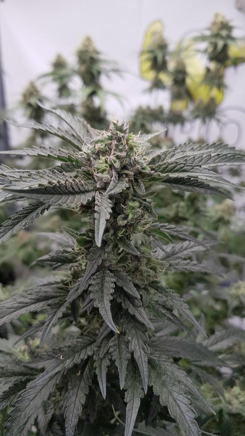 Fruity Dunk Shot. Week 13