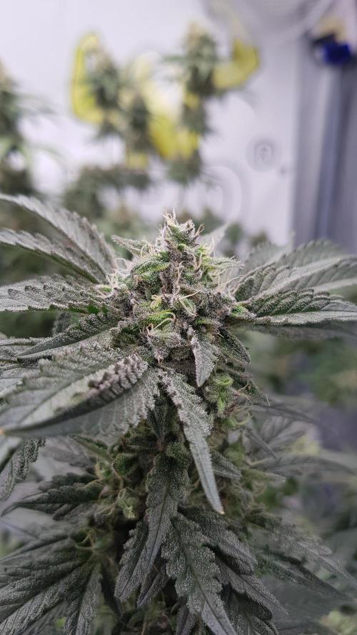 Fruity Dunk Shot. Week 13