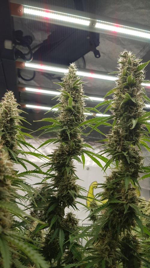 Spider Hunt. Week 13