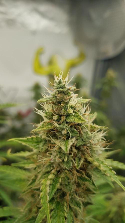 Spider Hunt. Week 13