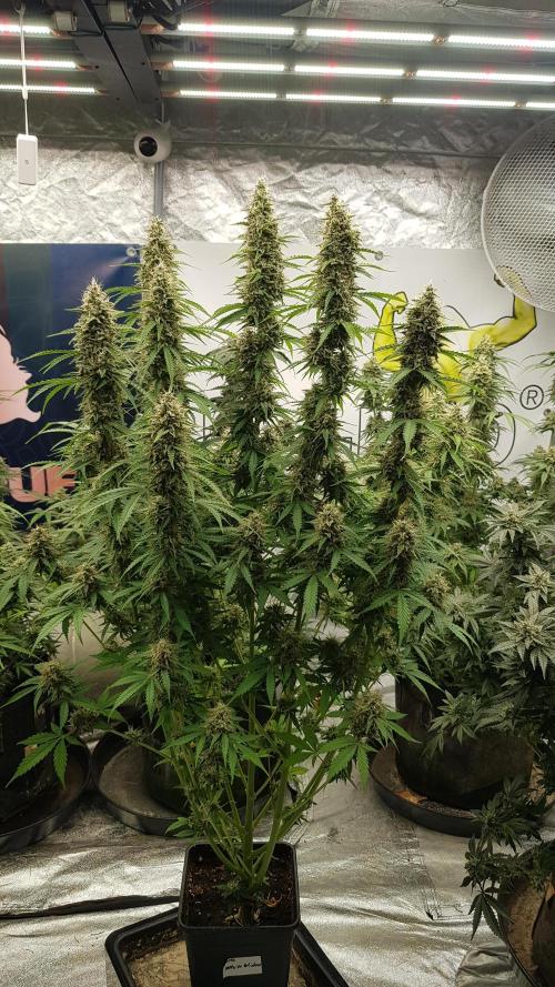 Spider Hunt. Week 13