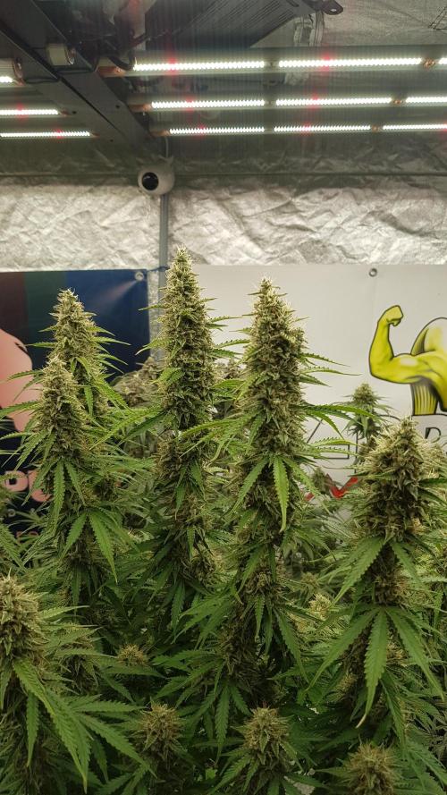 Spider Hunt. Week 13