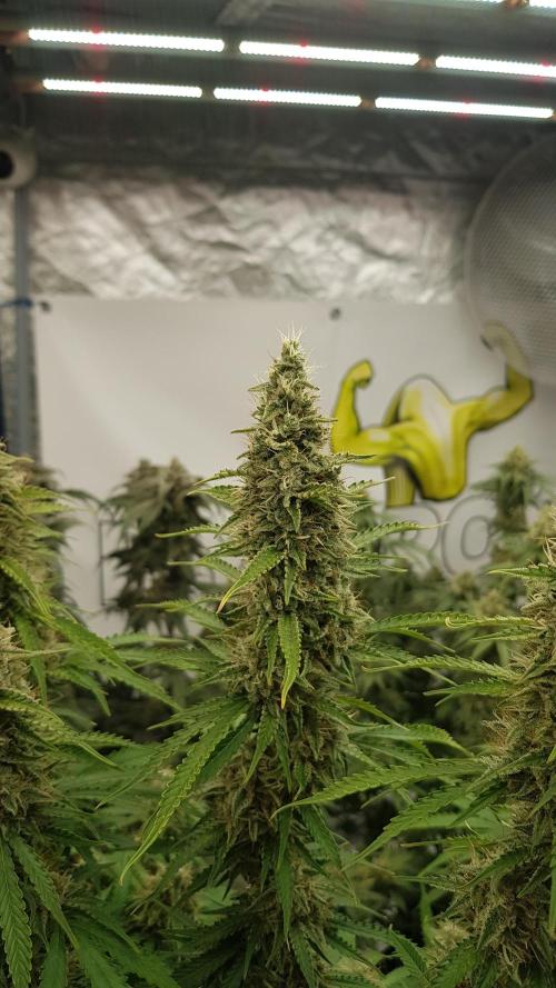 Spider Hunt. Week 13