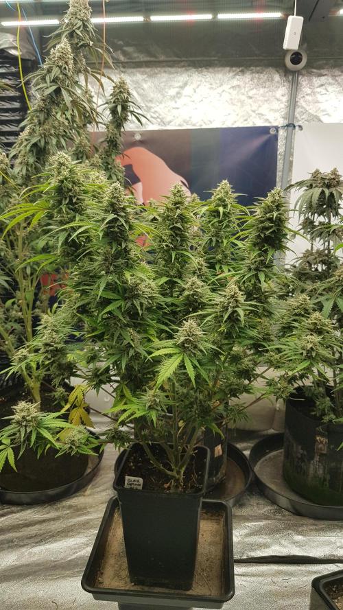 Opium goes Black #2. Week 13