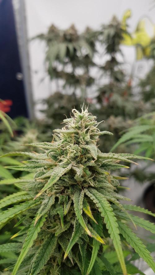 Opium goes Black #2. Week 13