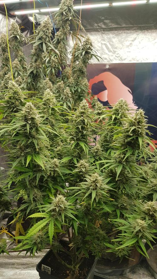 Opium goes Black #2. Week 13