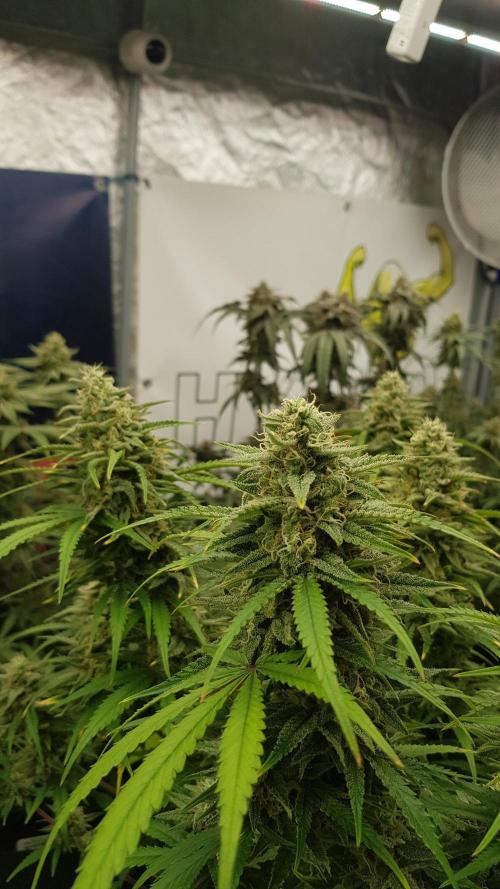 Opium goes Black #2. Week 13