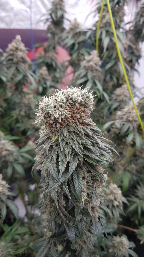 Rainbow Dreams. Week 13