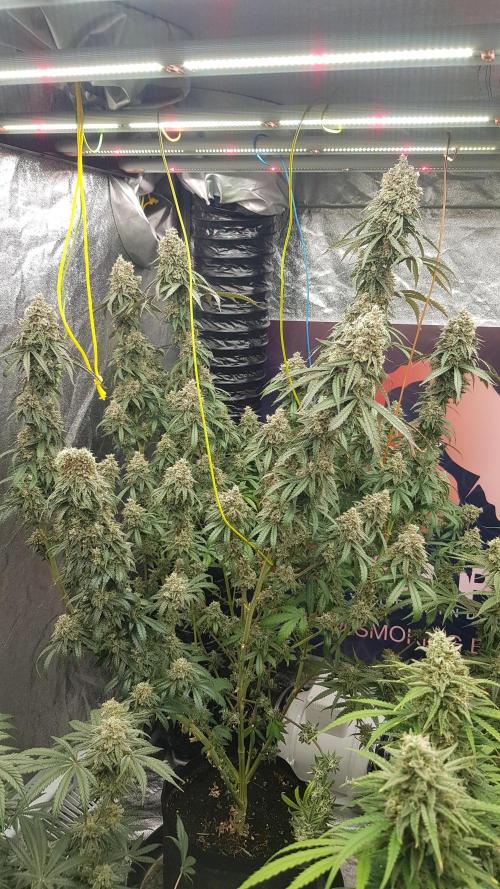 Rainbow Dreams. Week 13