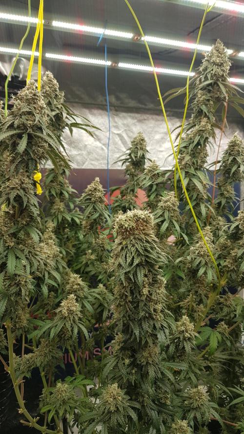 Rainbow Dreams. Week 13