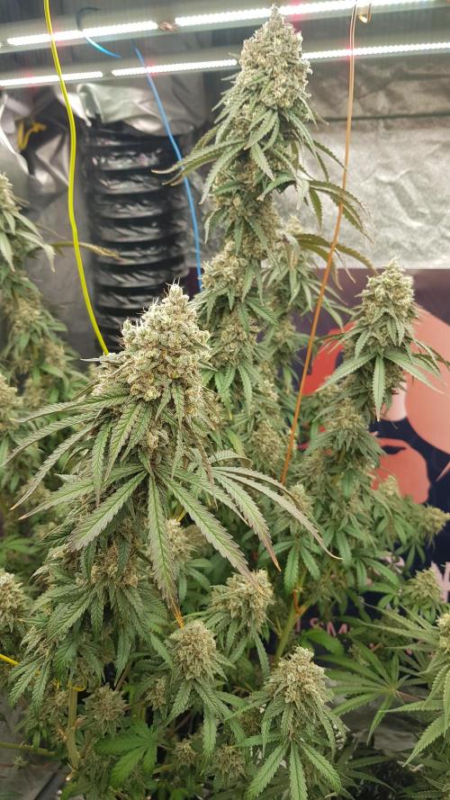 Rainbow Dreams. Week 13
