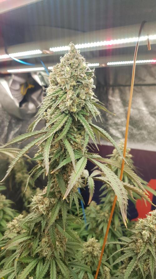 Rainbow Dreams. Week 13