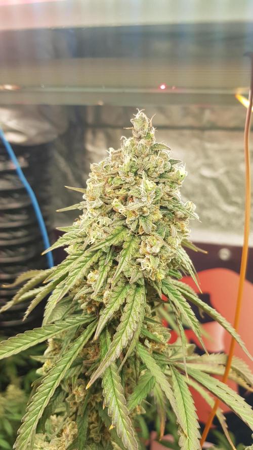 Rainbow Dreams. Week 13