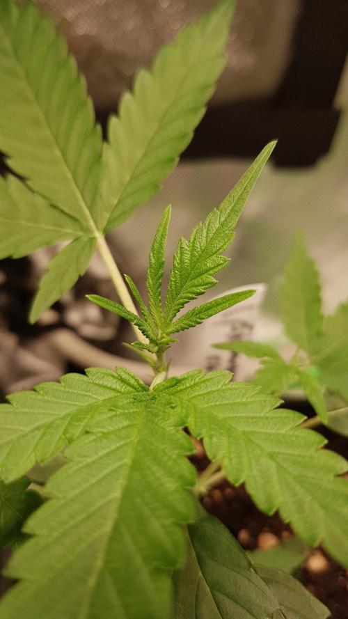 GGD Hunted Pheno #1. Week 2