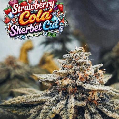 GGD Hunted Pheno #1. Week 2