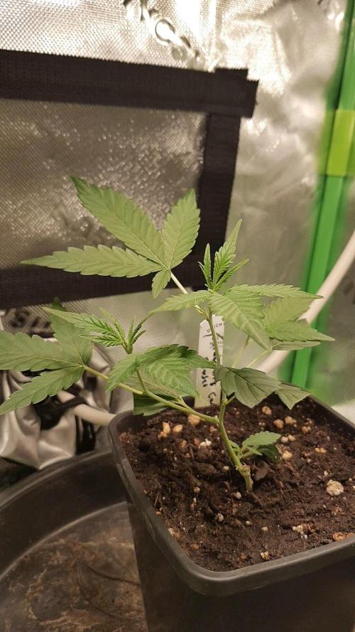 GGD Hunted Pheno #1. Week 2