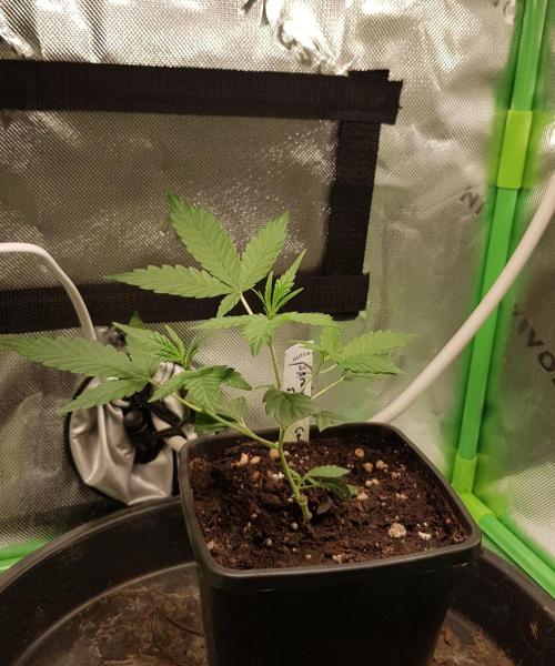 GGD Hunted Pheno #1. Week 2