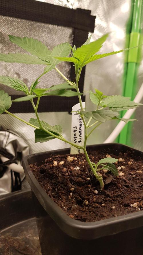 GGD Hunted Pheno #1. Week 2