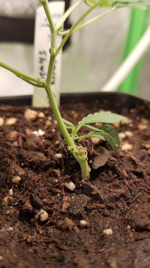 GGD Hunted Pheno #1. Week 2