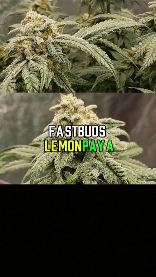 Fruity Fusion