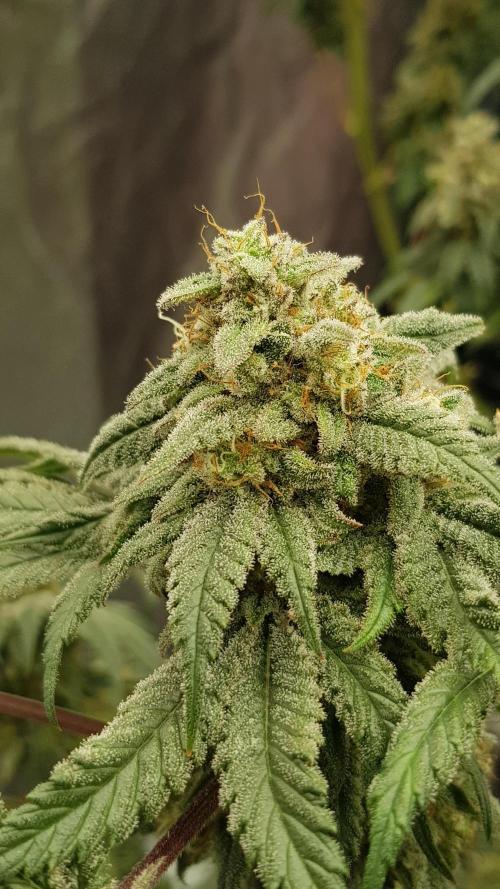 Fruity Fusion. Week 14