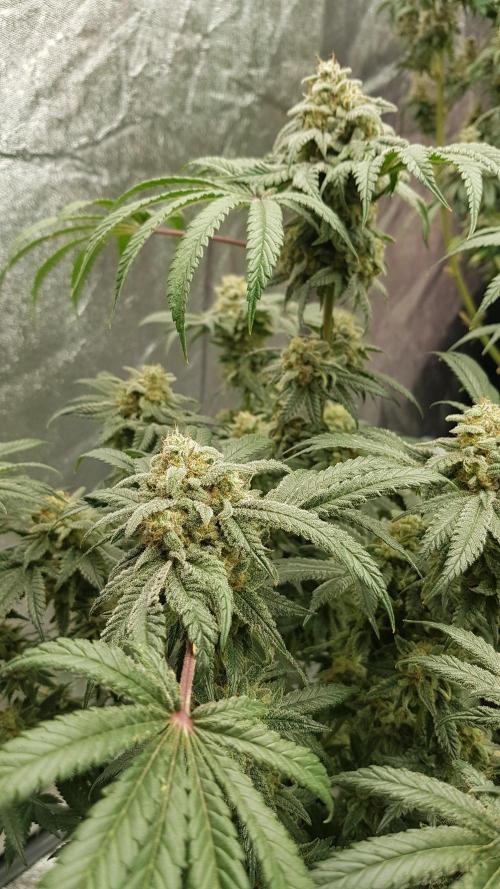 Fruity Fusion. Week 14