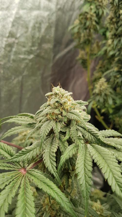 Fruity Fusion. Week 14