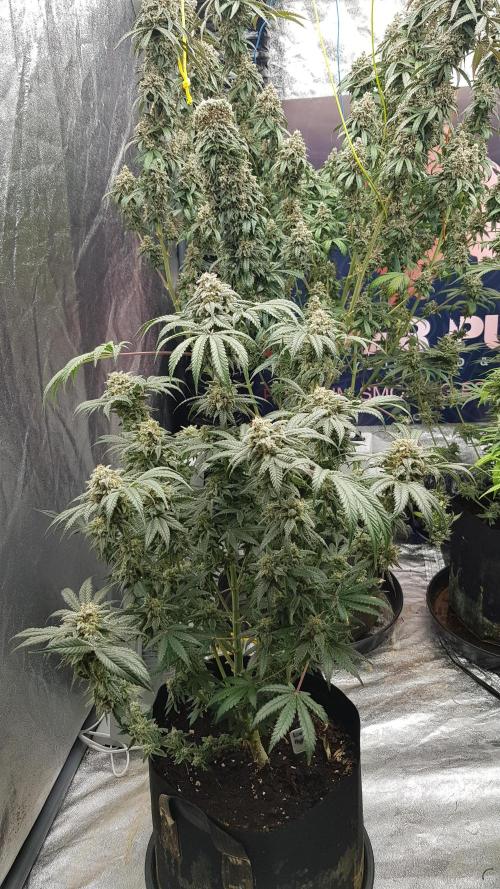 Fruity Fusion. Week 14