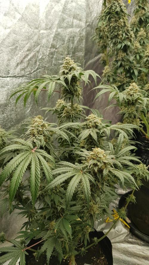 Fruity Fusion. Week 14