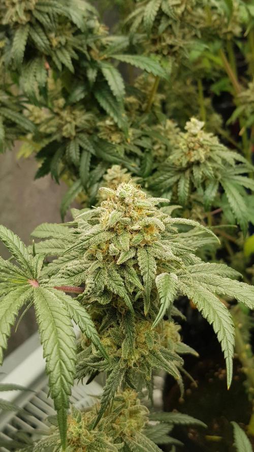 Fruity Fusion. Week 14