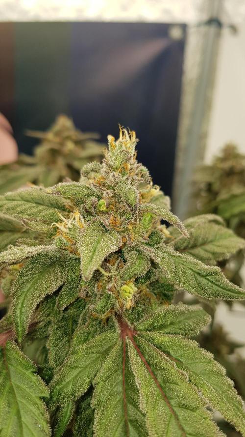 Sherbet with Paya. Week 14