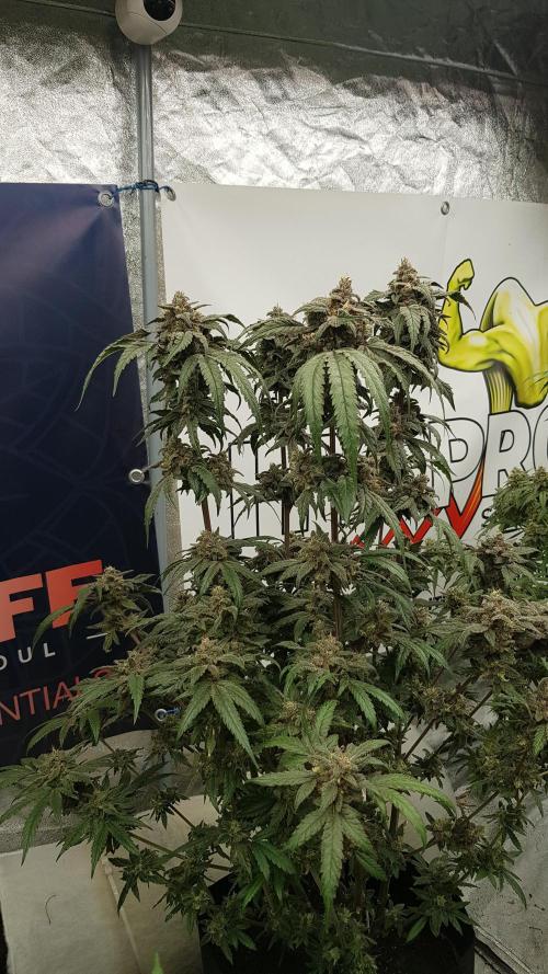 Sherbet with Paya. Week 14