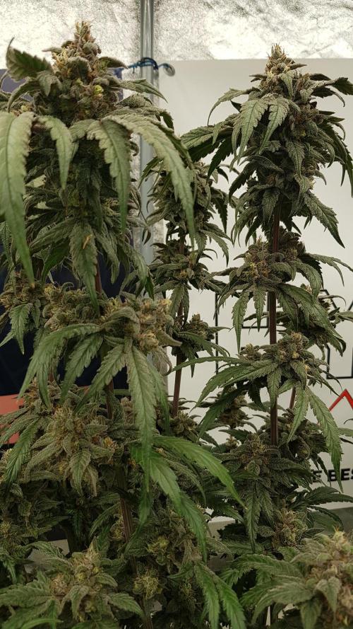 Sherbet with Paya. Week 14