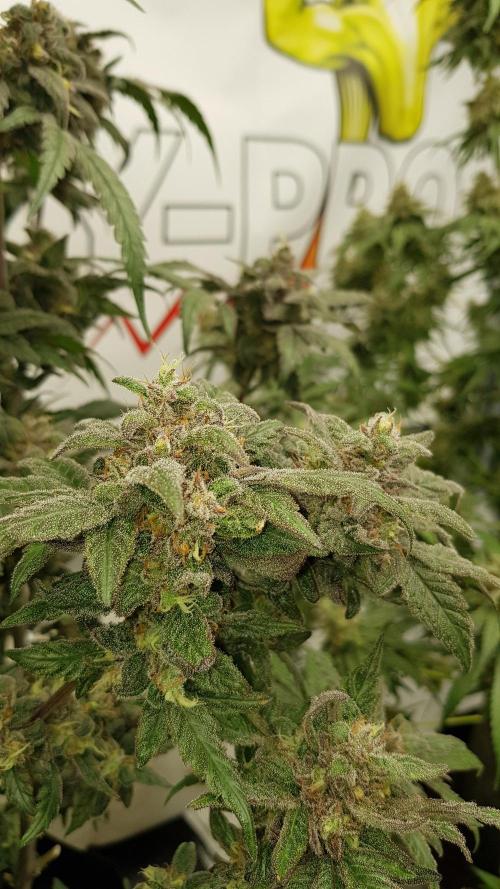 Sherbet with Paya. Week 14